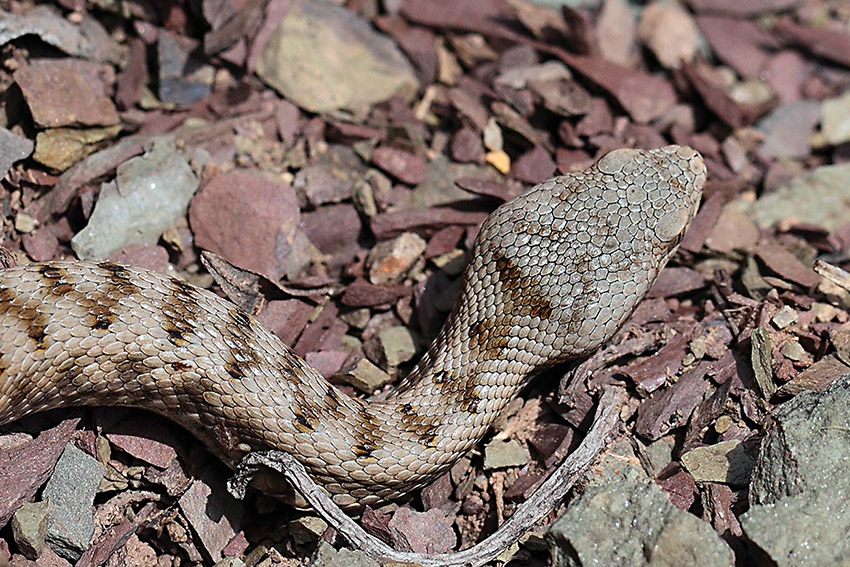 Vipera aspis